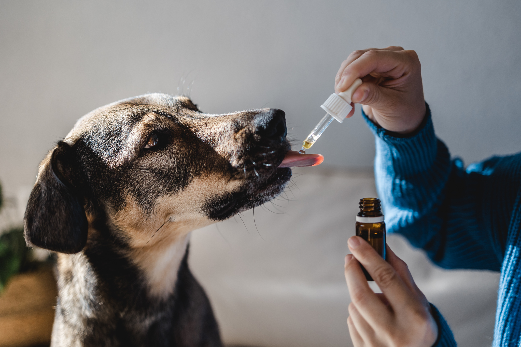 Soignez votre chien avec du CBD